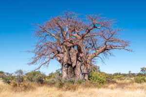 Afrika Erfahren, Botswana Rundreise Mietwagen Okavango Delta, Affenbrotbaum