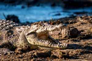 Afrika Erfahren, Botswana Safari, Okavango Delta, Krokodil