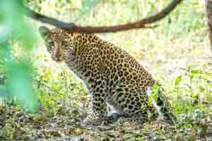 Afrika Erfahren, Botswana Safari, Okavango Delta, Leopard