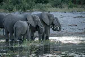 Afrika Erfahren, Namibia Rundreise Mietwagen Caprivi, Elefanten trinken