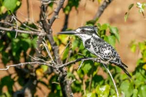 Afrika Erfahren, Namibia Rundreise Mietwagen Caprivi, Pied Kingfisher