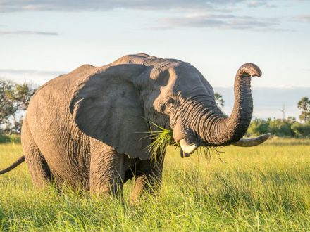 Selbstfahrer von Windhoek zu den Victoriafällen, Namibia, Caprivi, Elefant, Gras, Afrika Erfahren