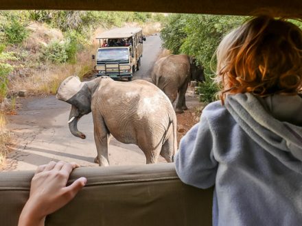 Familienurlaub Südafrika für Selbstfahrer, Afrika Erfahren, Familienreise, Kind, Elefant, Safari