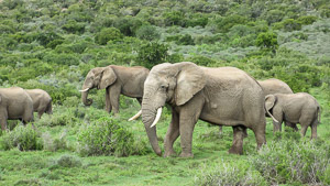 Afrika Erfahren, Addo Nationalpark, Elefanten