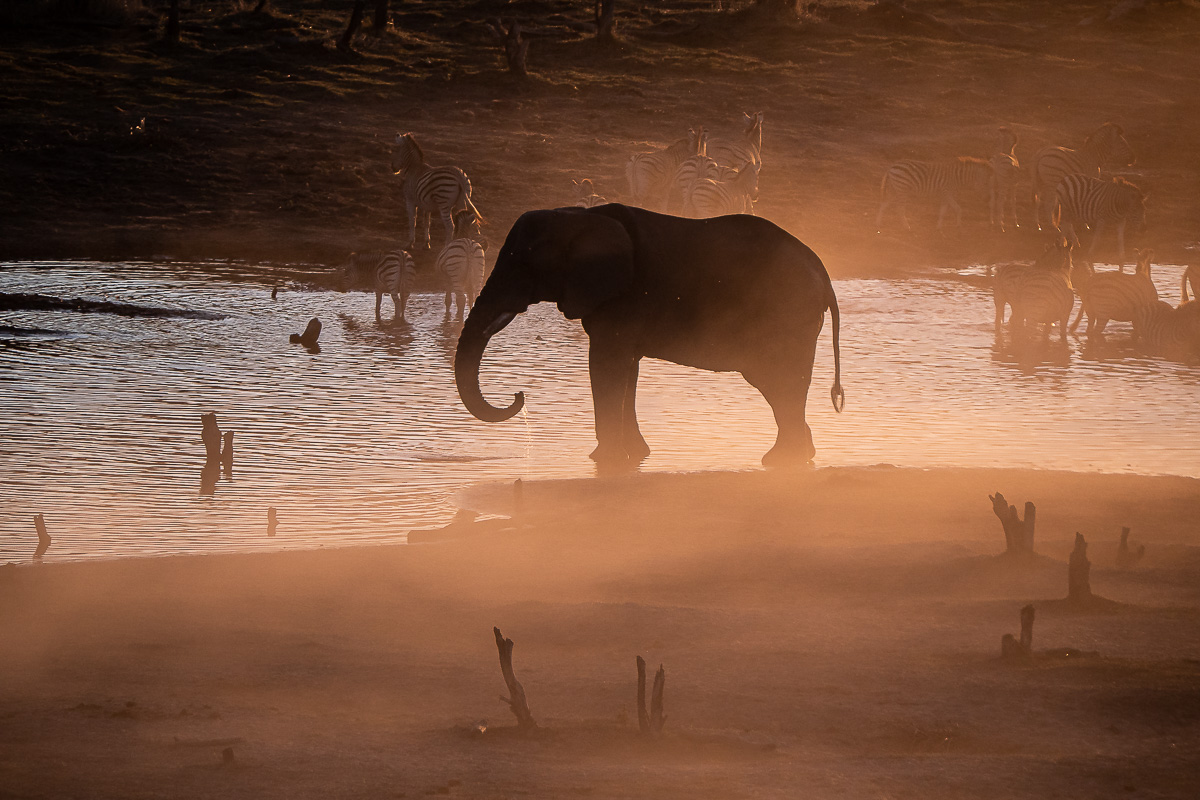 Meno-A-Kwena, Botswana, Selbstfahrerreise, Zebra Migration, Elefant