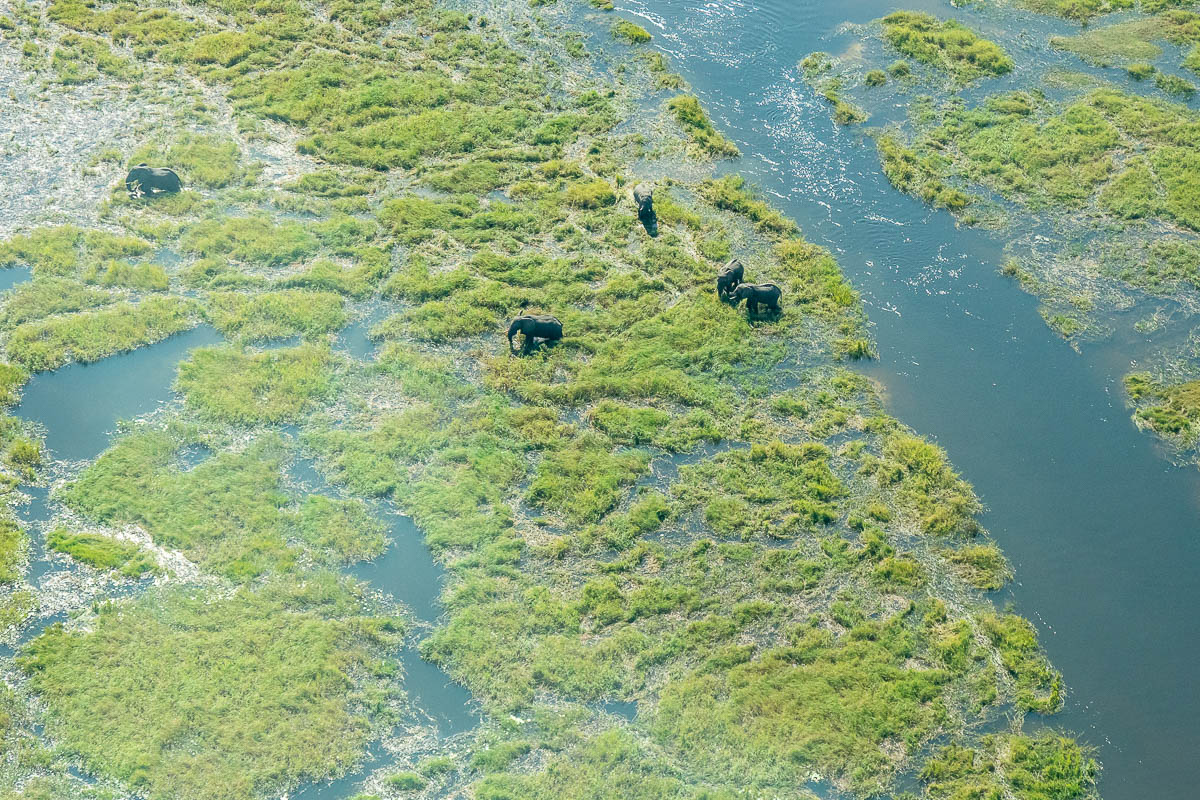 Okavango Delta, Botswana, Selbstfahrerreise, Elefanten